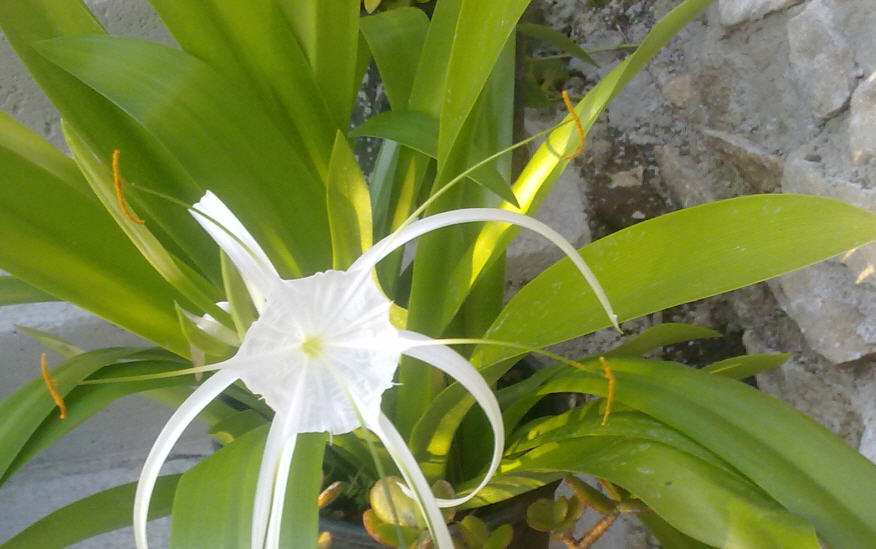 Hymenocallis speciosa